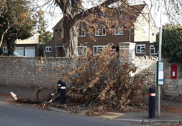 Tree bits dropping off in Fitzharrys estate