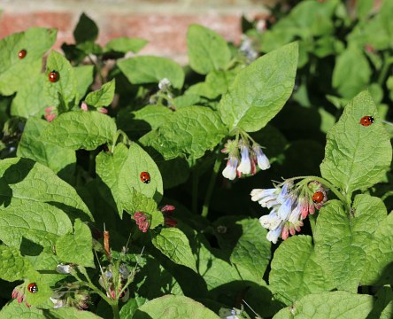 Ladybirds Waking on a Sunny Day