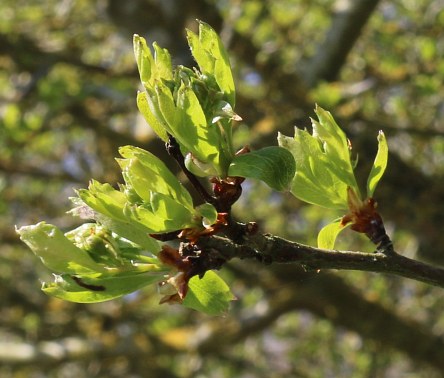 Barton Fields in March