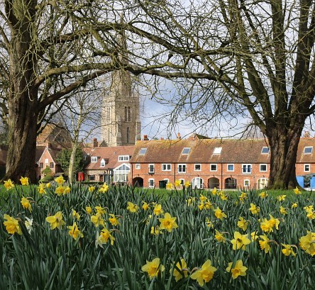 Daffodils, Daffodils, Daffodils