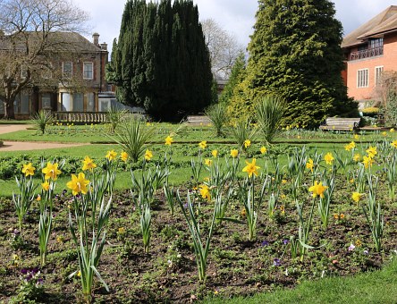 Daffodils, Daffodils, Daffodils