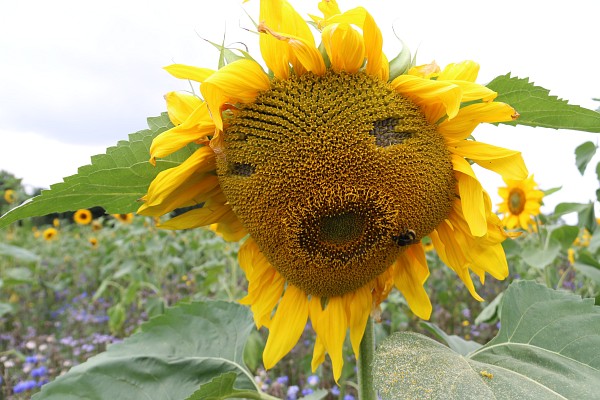 Sunflower Pick your Own