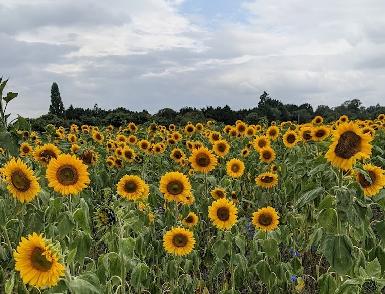 Sunflower Pick your Own