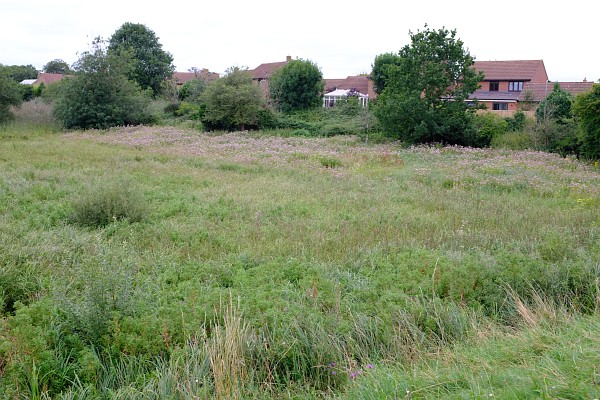 Abbey Fish Ponds - August 2021
