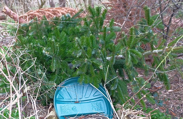 Snow and Christmas Tree Recycling