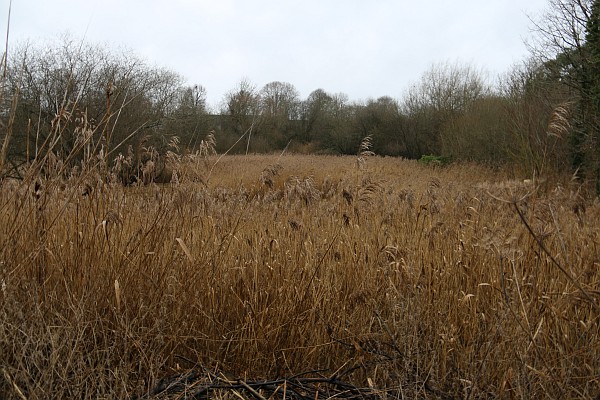 Abbey Fish Ponds