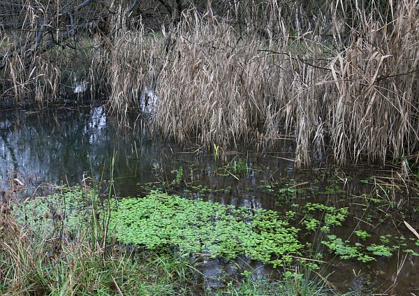 Abbey Fish Ponds