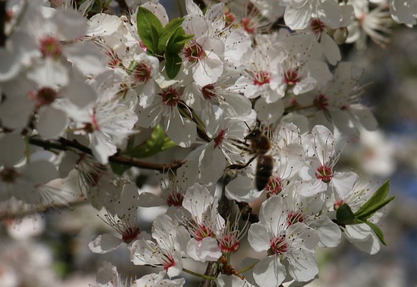 Blossoms and Bees